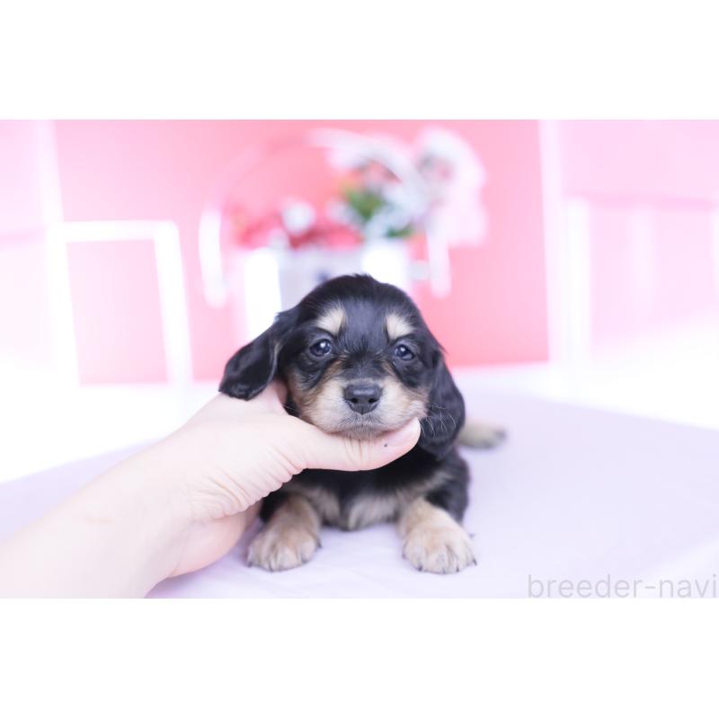 販売中の愛知県のミニチュアダックスフンド(ロングヘアード)-451853の7枚目