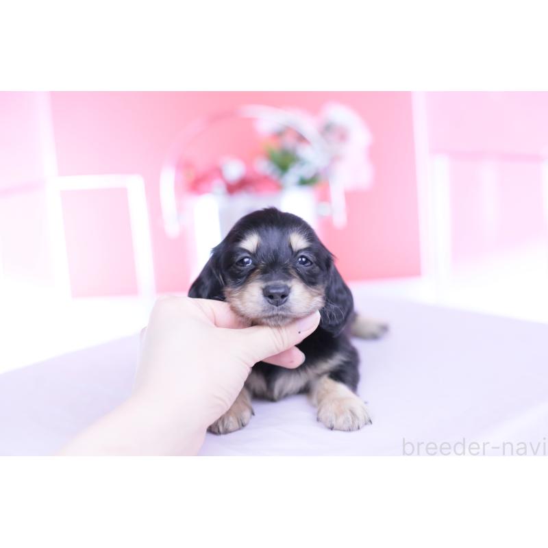 販売中の愛知県のミニチュアダックスフンド(ロングヘアード)-451853の6枚目