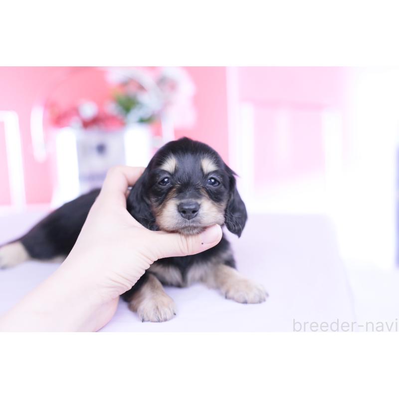 販売中の愛知県のミニチュアダックスフンド(ロングヘアード)-451853の4枚目