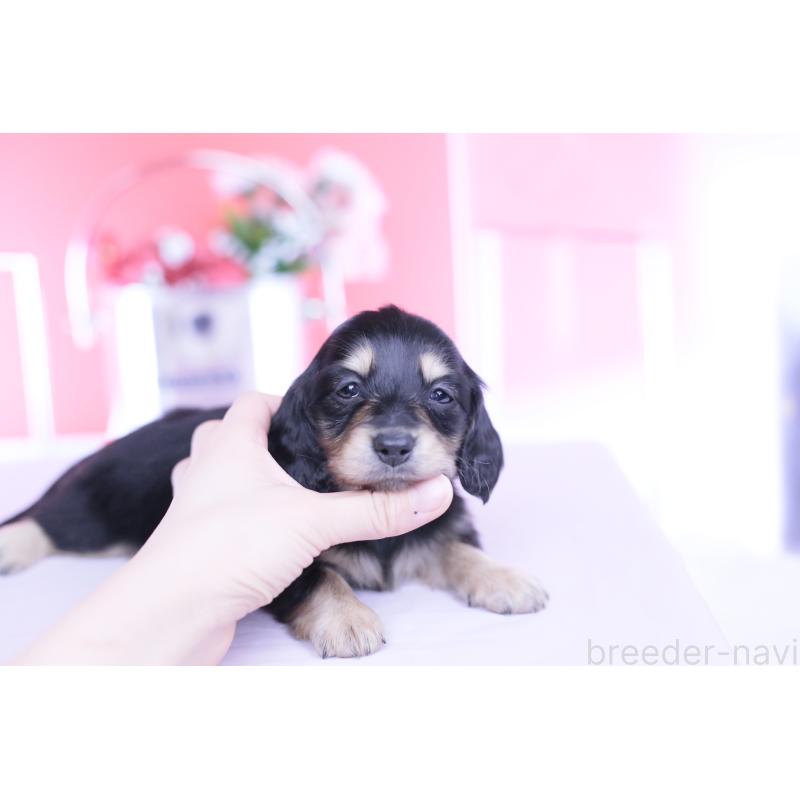 販売中の愛知県のミニチュアダックスフンド(ロングヘアード)-451853の3枚目