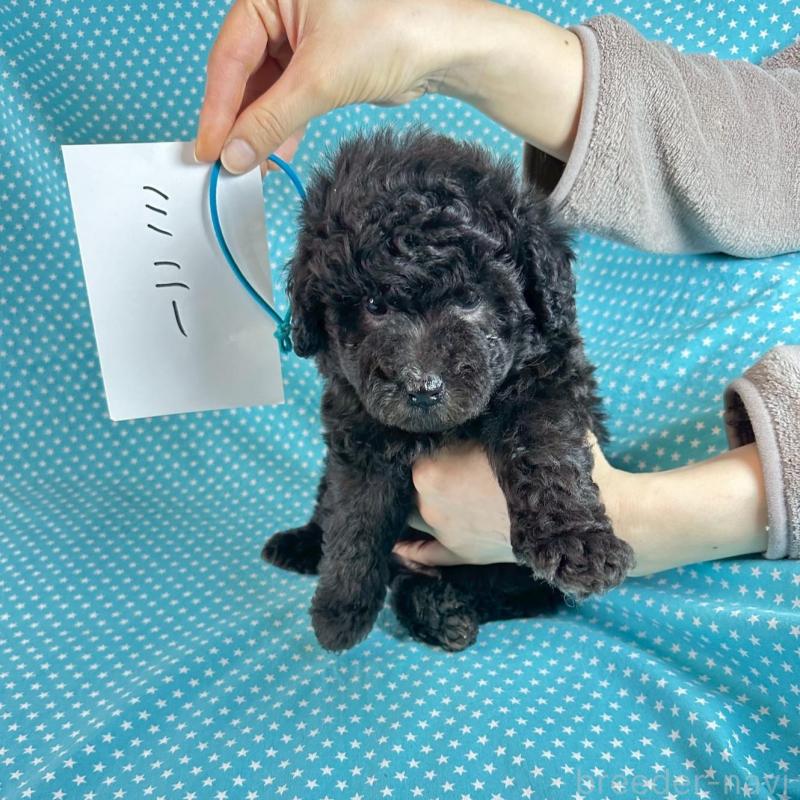 販売中の北海道のミックス犬-451852の4枚目