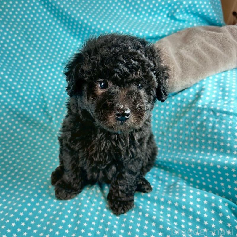 お目めクリクリの可愛い男の子です。
お父さん、トイプードル、毛色、シルバー
お母さん、ミニチュアシュナウザー、毛色ソルト&ペッパーの子供になります。