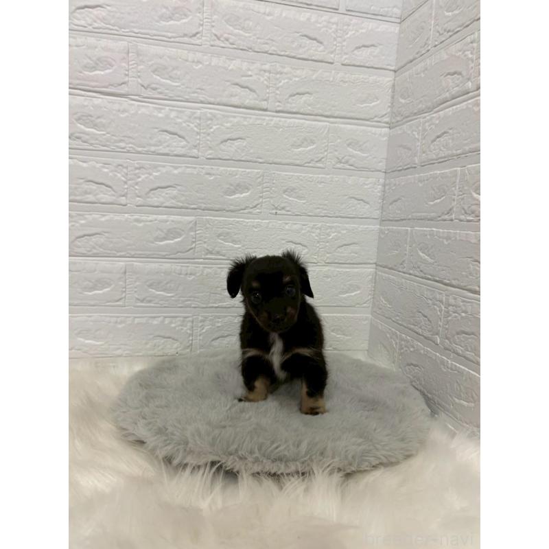 販売中の東京都のチワックス:チワワ×ミニチュアダックスフンド-451854の8枚目