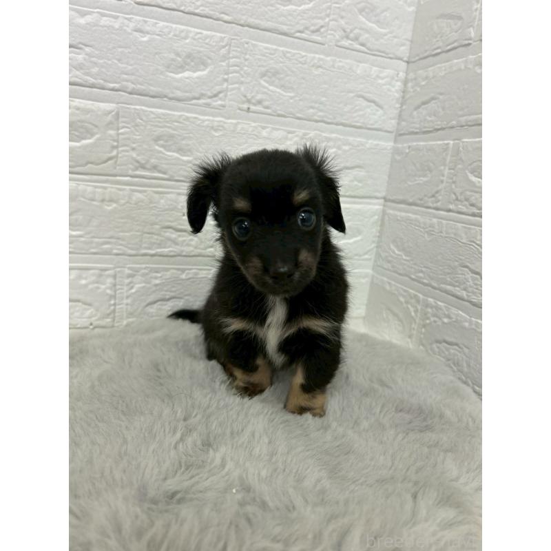 販売中の東京都のチワックス:チワワ×ミニチュアダックスフンド-451854の7枚目