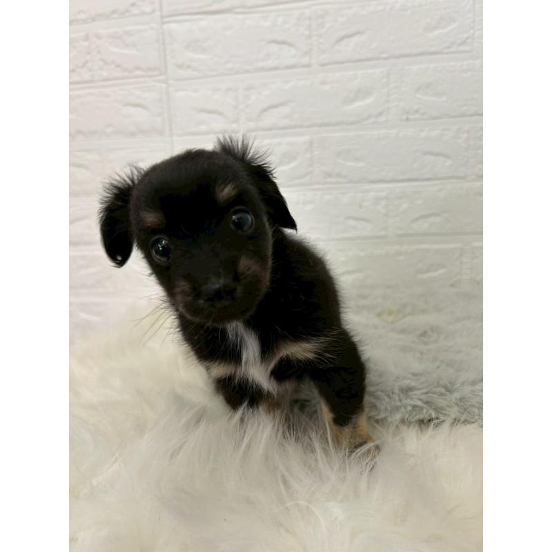 販売中の東京都のチワックス:チワワ×ミニチュアダックスフンド-451854の4枚目