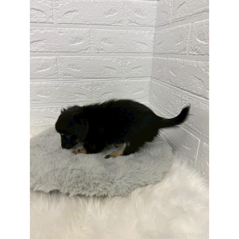 販売中の東京都のチワックス:チワワ×ミニチュアダックスフンド-451854の3枚目