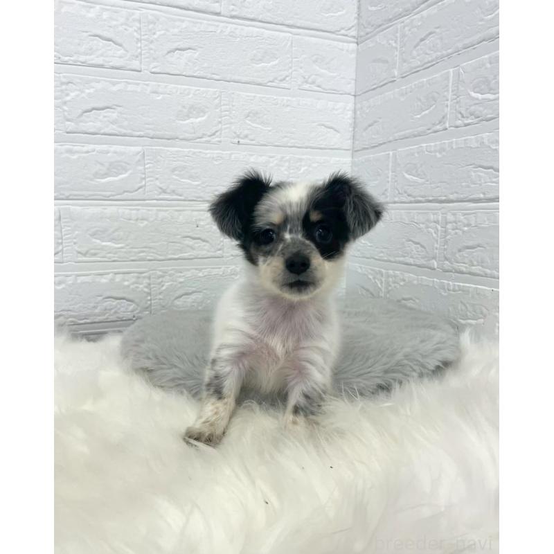 販売中の東京都のチワックス:チワワ×ミニチュアダックスフンド-436440の4枚目