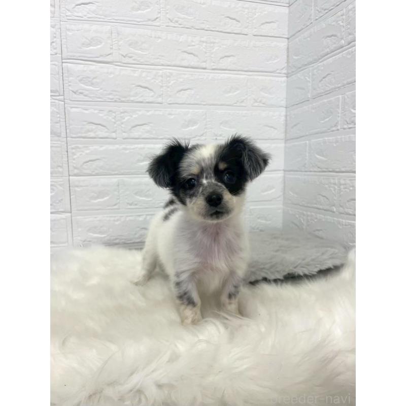 販売中の東京都のチワックス:チワワ×ミニチュアダックスフンド-436440の3枚目