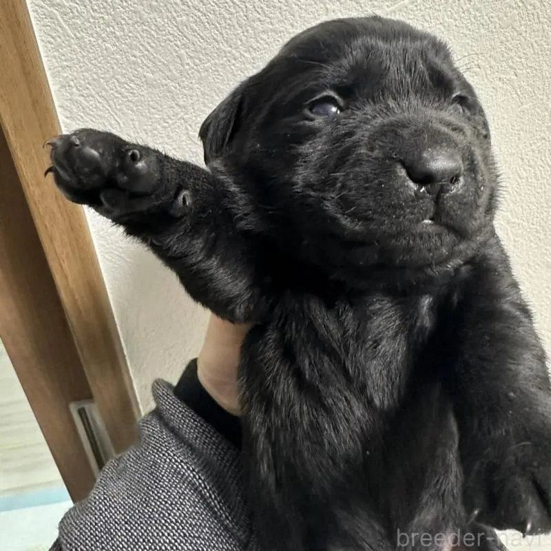 販売中の岡山県のラブラドールレトリーバー-451856の9枚目