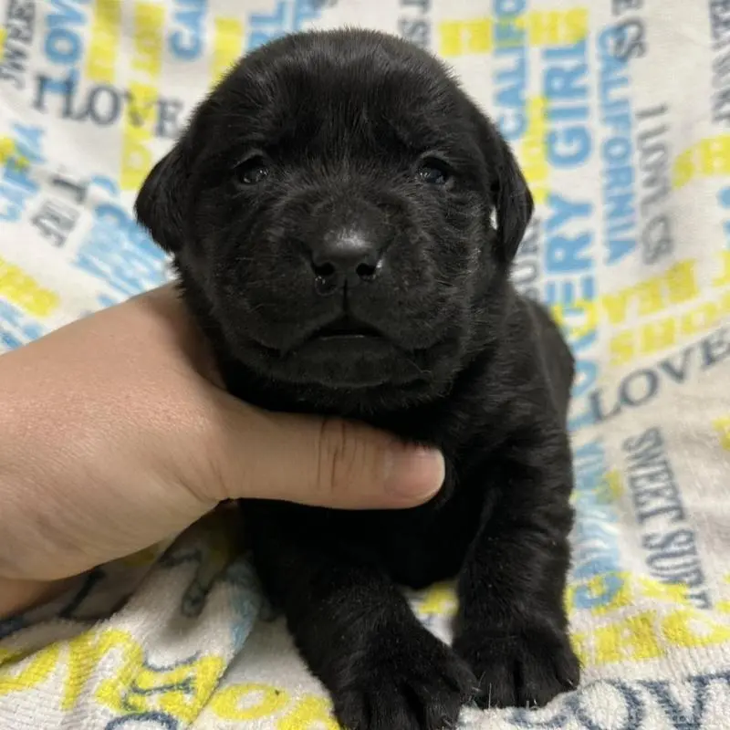 販売中の岡山県のラブラドールレトリーバー-451856の8枚目