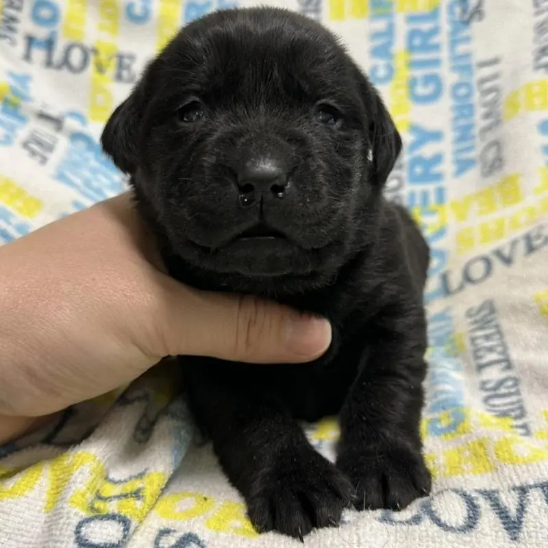 販売中の岡山県のラブラドールレトリーバー-451856の7枚目