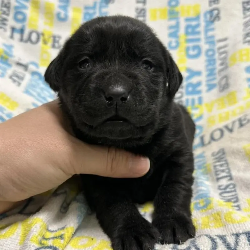 販売中の岡山県のラブラドールレトリーバー-451856の5枚目