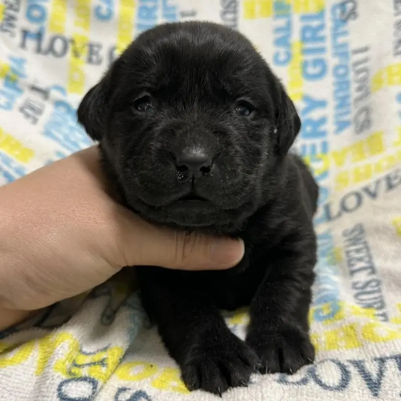 販売中の岡山県のラブラドールレトリーバー-451856の4枚目