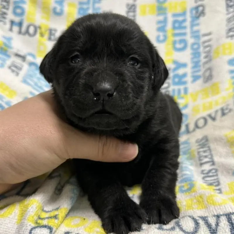 販売中の岡山県のラブラドールレトリーバー-451856の3枚目