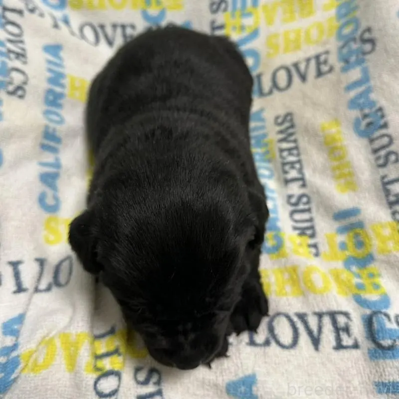 販売中の岡山県のラブラドールレトリーバー-451856の2枚目