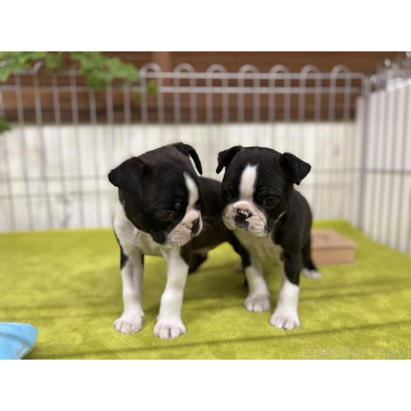 商談中の鹿児島県のボストンテリア-446101の4枚目