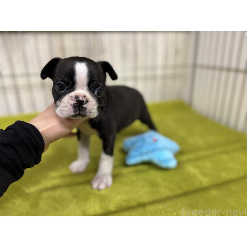 商談中の鹿児島県のボストンテリア-446101の3枚目