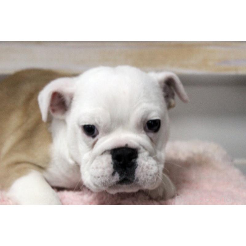 販売中の岡山県のブルドッグ-451857の9枚目