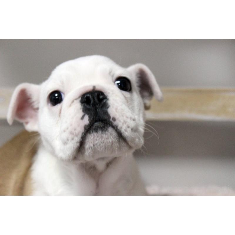 販売中の岡山県のブルドッグ-451857の7枚目