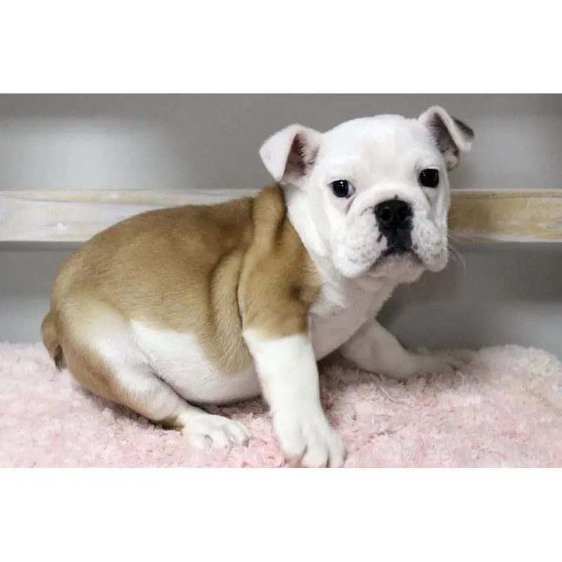 販売中の岡山県のブルドッグ-451857の8枚目