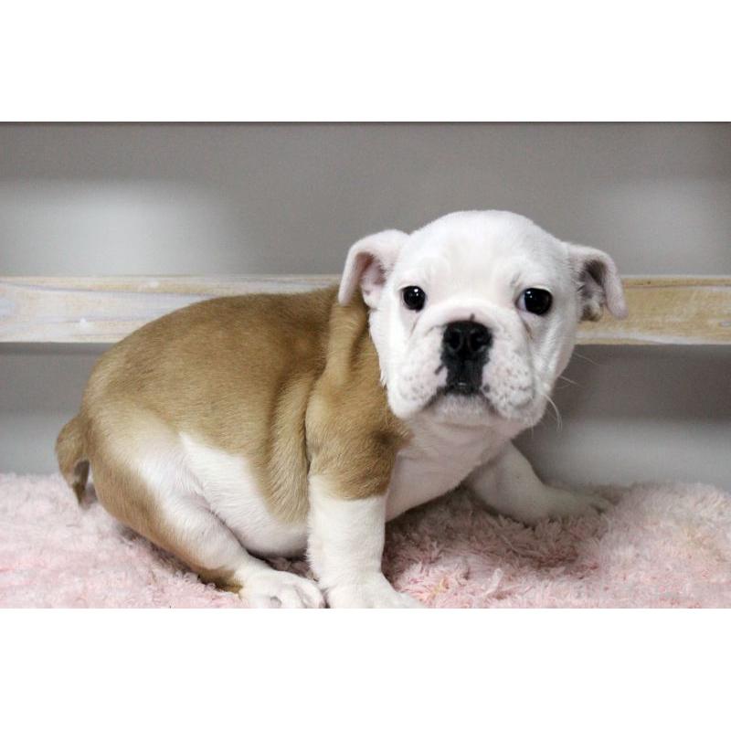 販売中の岡山県のブルドッグ-451857の6枚目