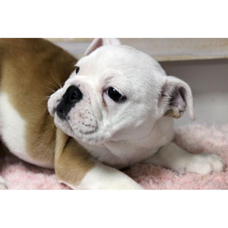 販売中の岡山県のブルドッグ-451857の5枚目