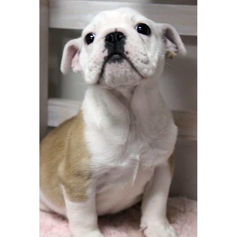 販売中の岡山県のブルドッグ-451857の4枚目