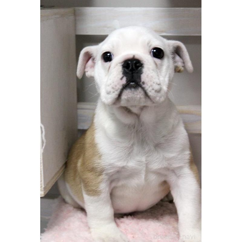 販売中の岡山県のブルドッグ-451857の2枚目