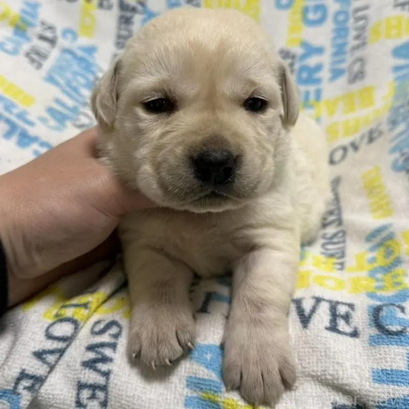 販売中の岡山県のラブラドールレトリーバー-451858の7枚目