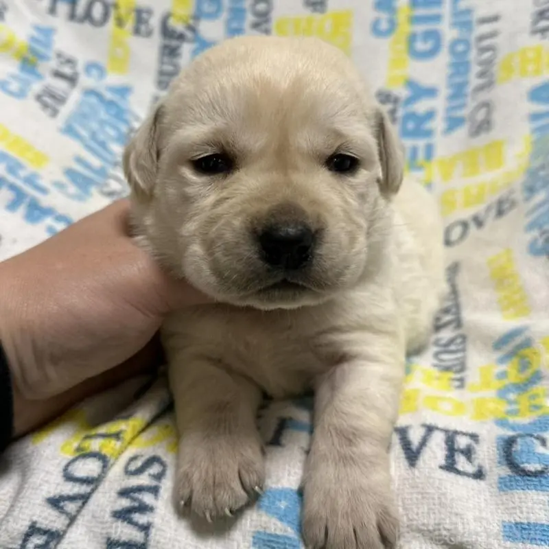 販売中の岡山県のラブラドールレトリーバー-451858の6枚目