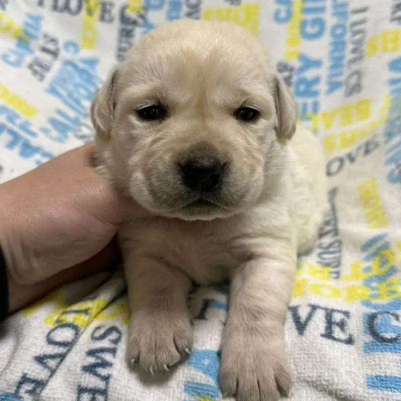 販売中の岡山県のラブラドールレトリーバー-451858の5枚目