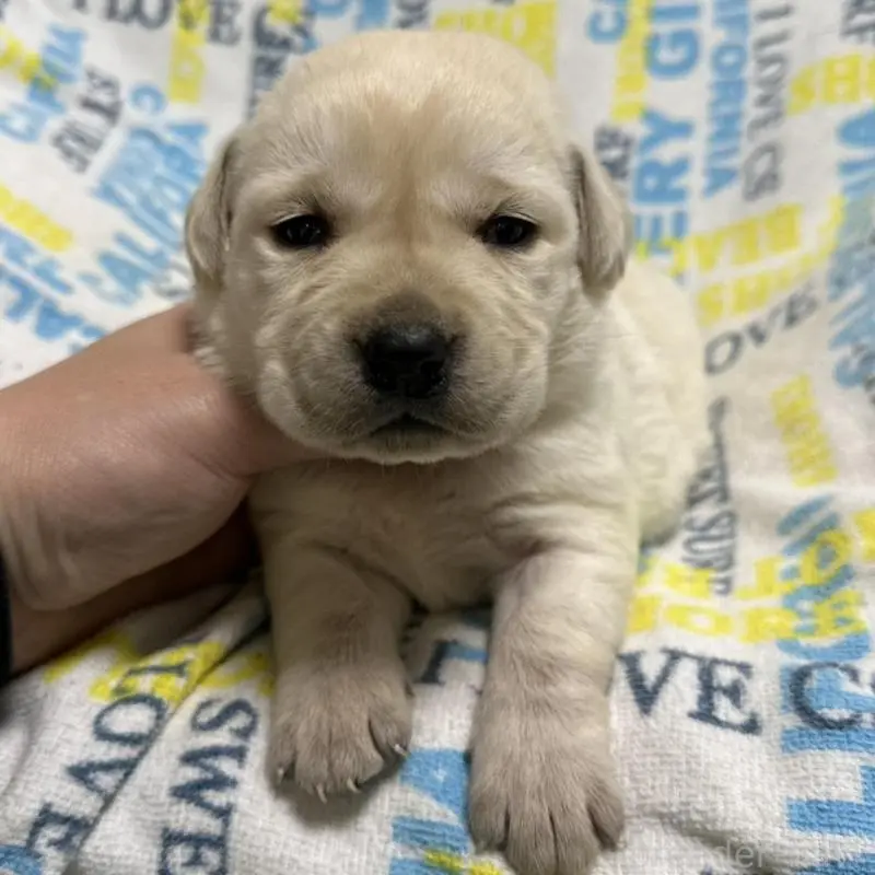 販売中の岡山県のラブラドールレトリーバー-451858の4枚目