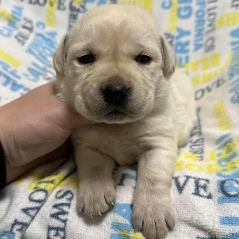 販売中の岡山県のラブラドールレトリーバー-451858の3枚目