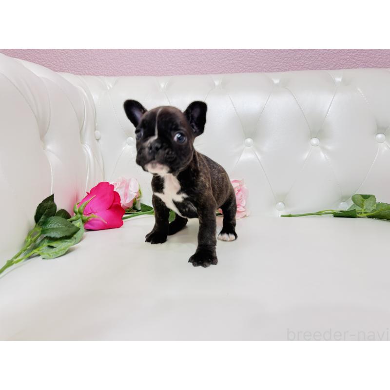 販売中の埼玉県のフレンチブルドッグ-451859の11枚目