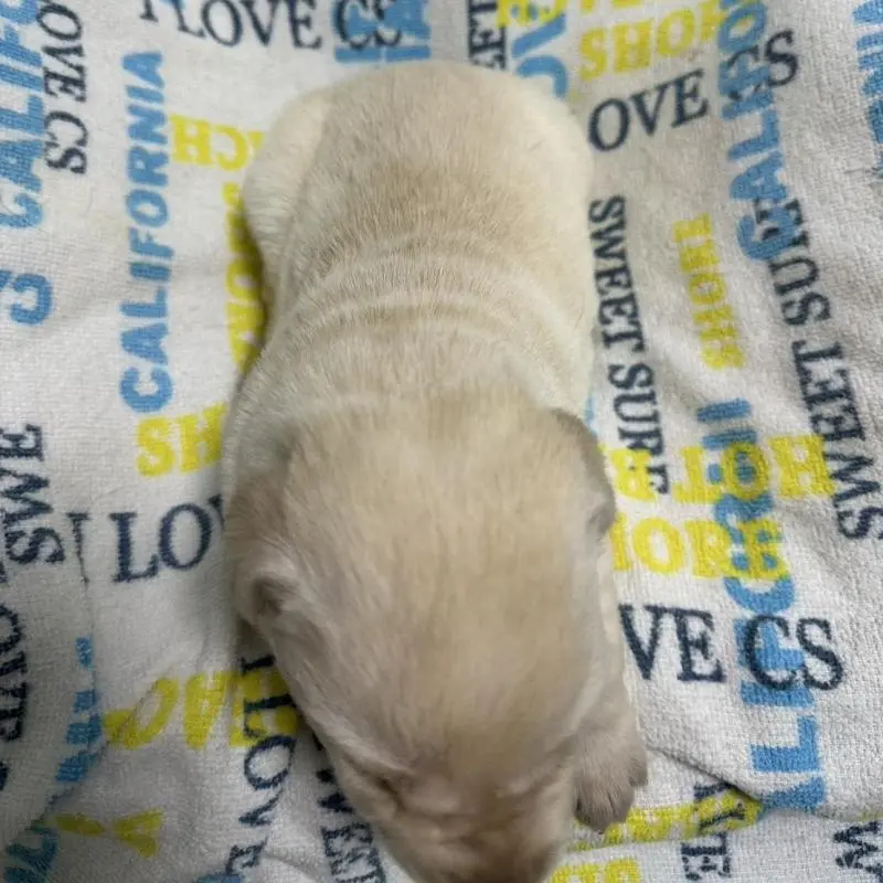 販売中の岡山県のラブラドールレトリーバー-451858の2枚目