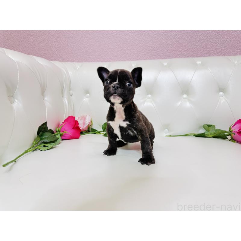 販売中の埼玉県のフレンチブルドッグ-451859の10枚目