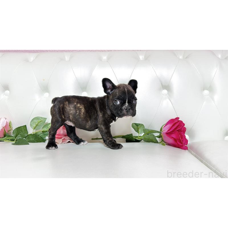 販売中の埼玉県のフレンチブルドッグ-451859の9枚目