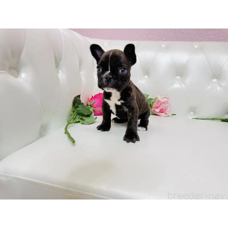 販売中の埼玉県のフレンチブルドッグ-451859の8枚目