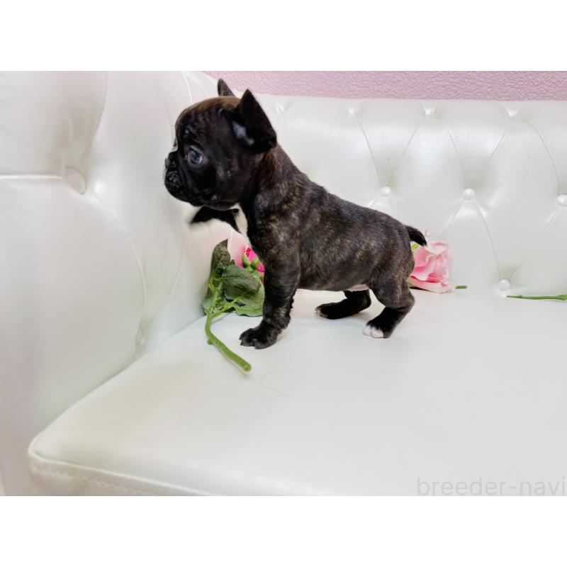 販売中の埼玉県のフレンチブルドッグ-451859の7枚目
