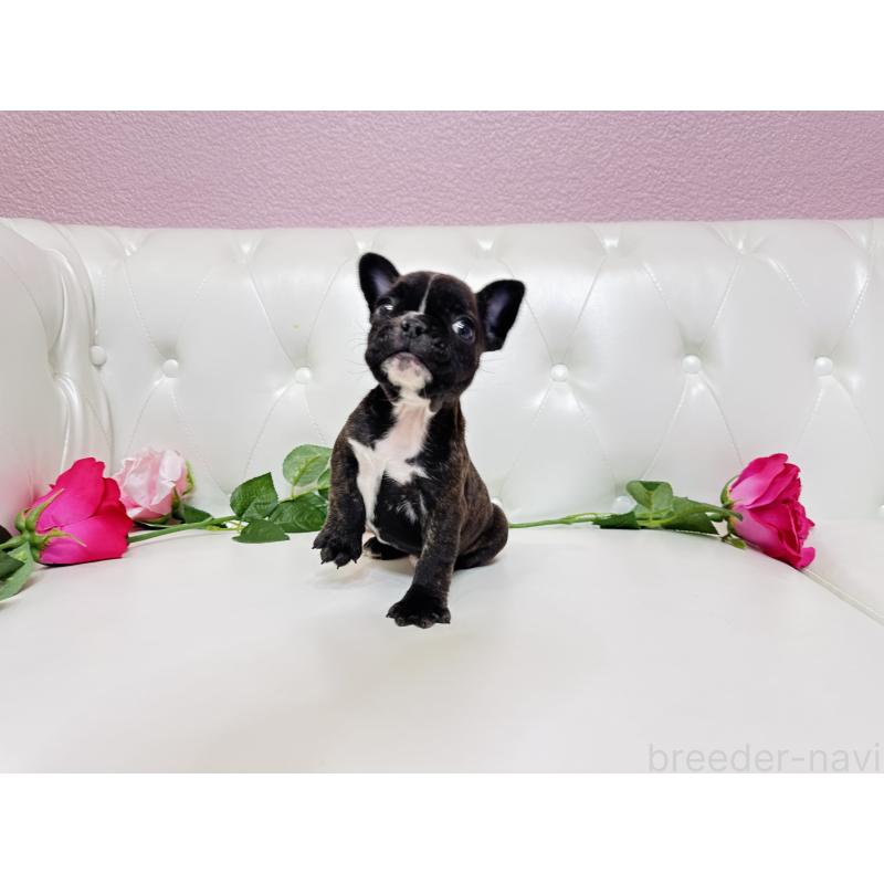 販売中の埼玉県のフレンチブルドッグ-451859の6枚目