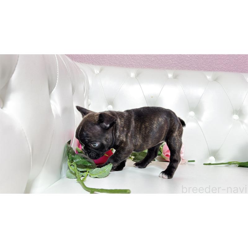 販売中の埼玉県のフレンチブルドッグ-451859の5枚目