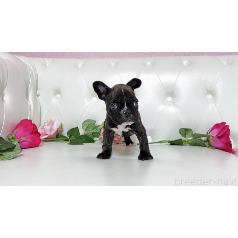 販売中の埼玉県のフレンチブルドッグ-451859の4枚目