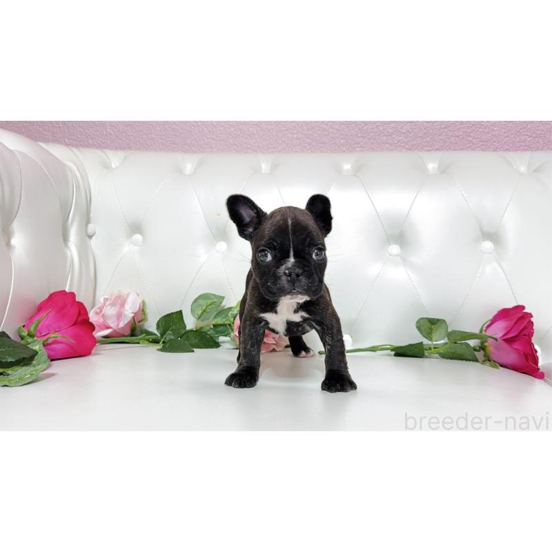 販売中の埼玉県のフレンチブルドッグ-451859の2枚目