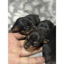 ♀︎ミニチュアピンシャー(ミニピン)