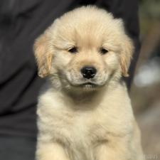 ♀︎ゴールデンレトリーバー