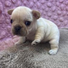 ♀︎フレンチブルドッグ