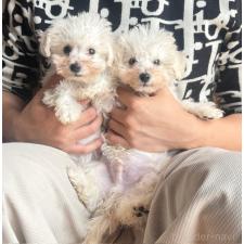 オンライン見学