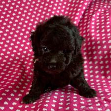 ♀︎トイプードル