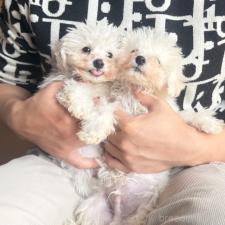 ♀︎ビションフリーゼ