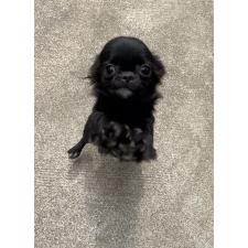 ♀︎チワワ(ロングコート)